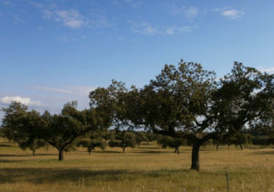 Lee más sobre el artículo VICEVERSA 40