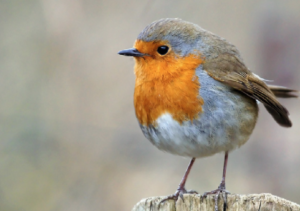 Lee más sobre el artículo VICEVERSA 70